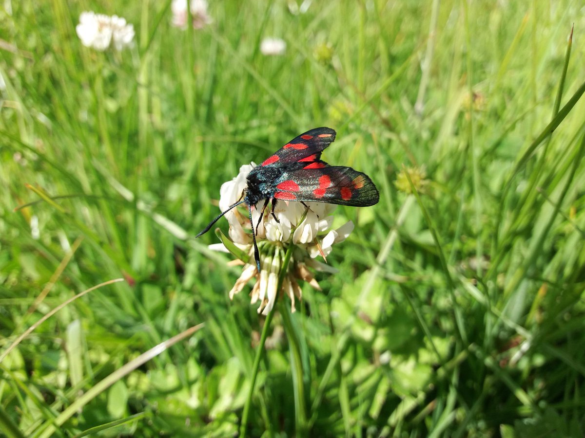 thebugfarmUK's tweet photo. Happy @Love_plants @PlantlifeCymru #nationalmeadowsday from #thebugfarm. We had a lovely day running a wildflower meadow walk as part of the St Davids Pollinator Trail #StDPT #pollinators #PollinatorTrail  #wildflowers #wildlife #nature #saveourmagnificentmeadows https://t.co/J2cHTWqAZe