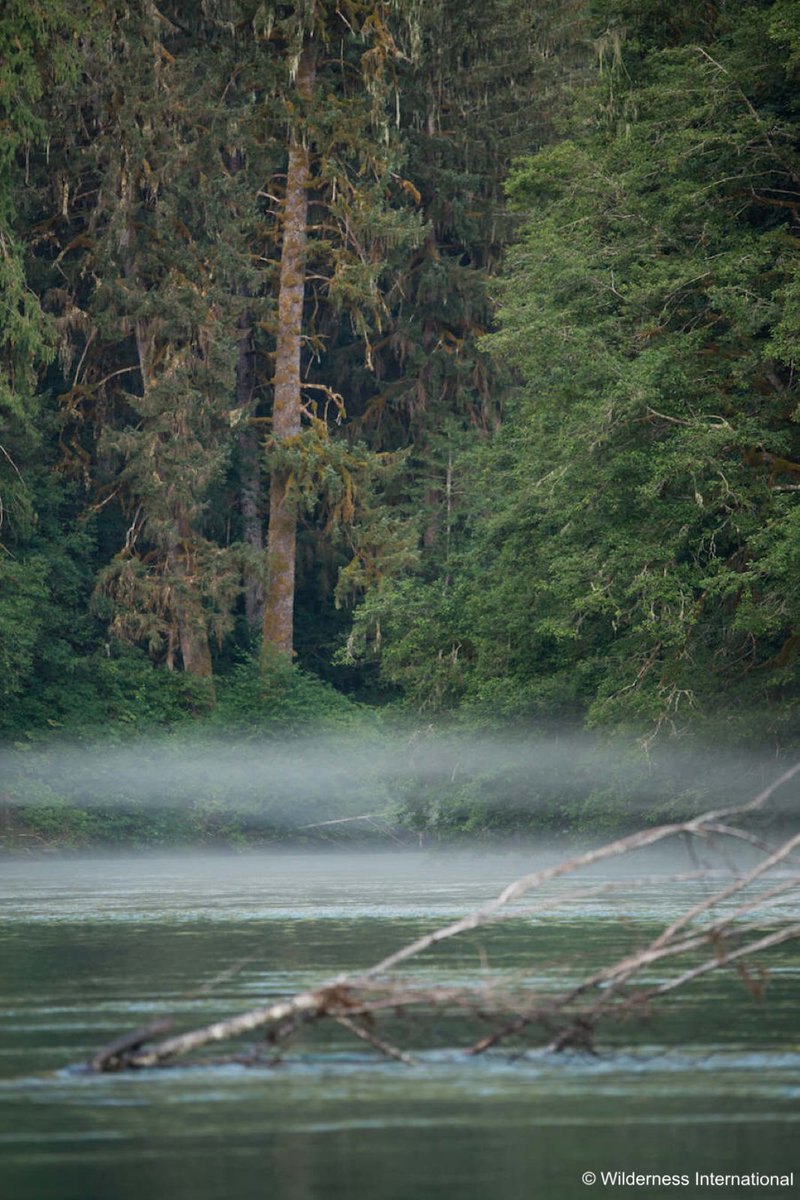 "We feel quite powerless against the masses of water. The #river swells, so we have to move the tents, bring the boat on land, and build dams..." How does the expedition team handle the possible #flood coming? Find out here! #expedition2018 wilderness-international.org/machtlosigkeit…