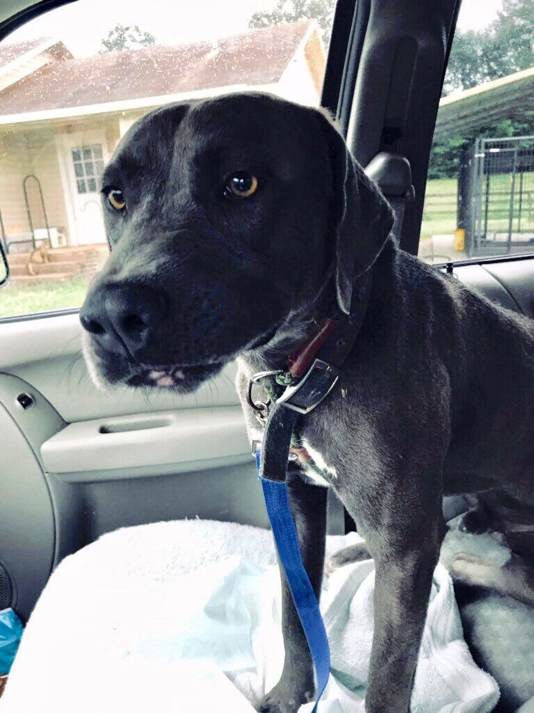#Funds4Dimitri. #RescueSavesLives. #Adopt. #Rescue. #Foster. Hey Dog Friends: we need a tweet storm and donations for Dimitri. @MilkPaws This handsome dude is on his Freedom Ride. 👇🏻👇🏻👇🏻🐾🐾😘💕👇🏻👇🏻Love his adorable smile. #DogsofTwitter. #MilkPawsSaveLives 👇🏻💕🐾👇🏻