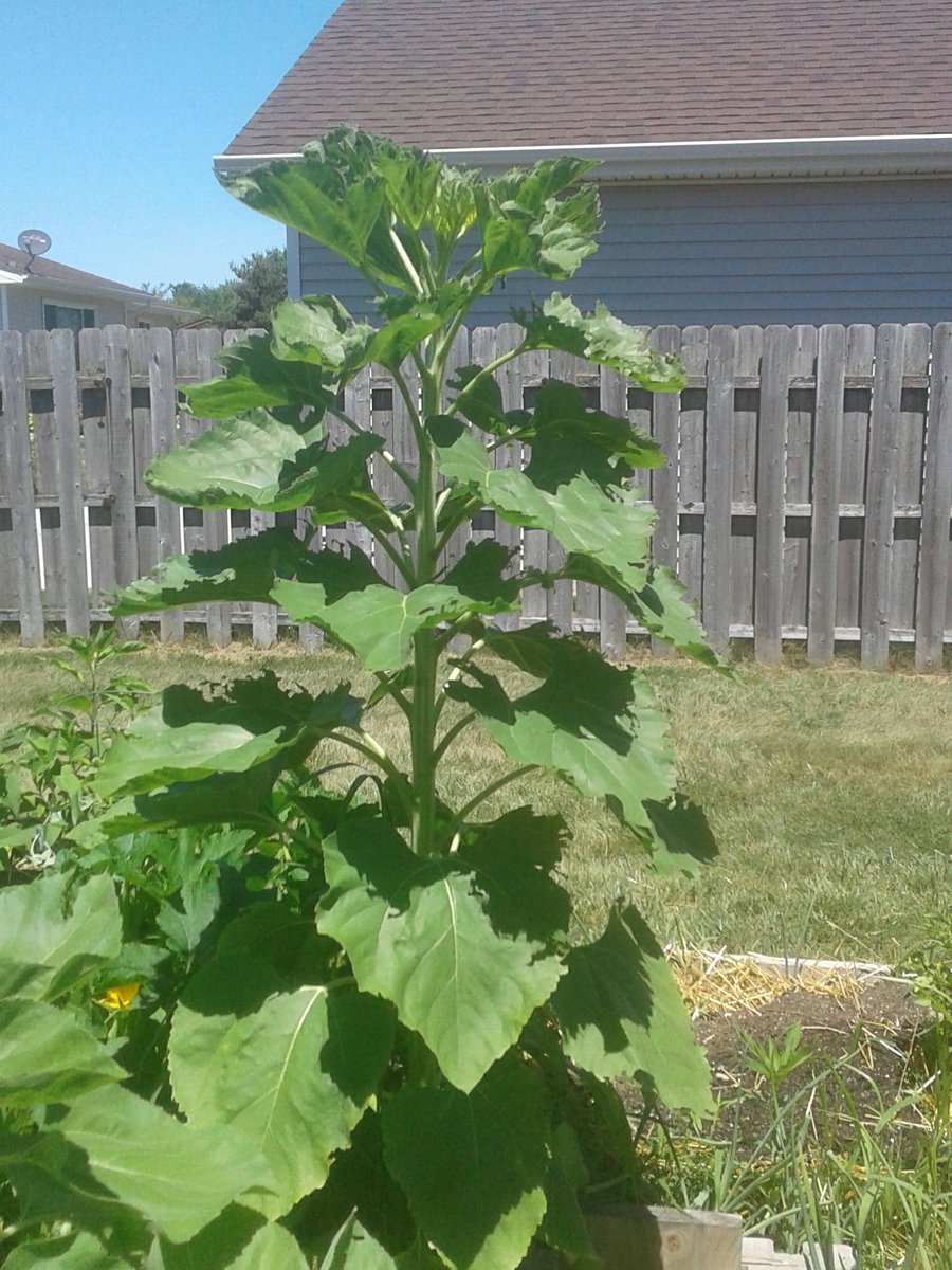 1_khiss's tweet photo. 1st pic: training cukes to climb trellis, 2. 5'6" sunflower, 3. Mosquito plant flowering, 4. Yellow squash. That huge plant I thought was zucchini. Had to feed it some calcium yesterday. #growfood #Grow #growyourown #foodbank #FoodForNerds #Foodie #permaculture https://t.co/IW0iK7k5xS
