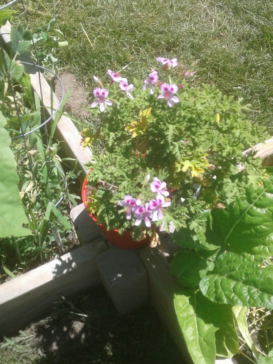1_khiss's tweet photo. 1st pic: training cukes to climb trellis, 2. 5'6" sunflower, 3. Mosquito plant flowering, 4. Yellow squash. That huge plant I thought was zucchini. Had to feed it some calcium yesterday. #growfood #Grow #growyourown #foodbank #FoodForNerds #Foodie #permaculture https://t.co/IW0iK7k5xS