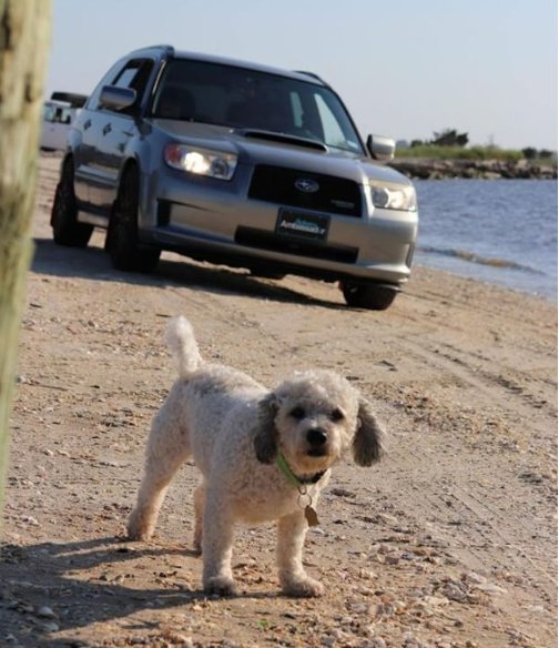 BaierlSubaru's tweet photo. Jax is ready for the beach this weekend... are you? (photo courtesy: Lucky_Chhoms) https://t.co/niVuKMEGSH