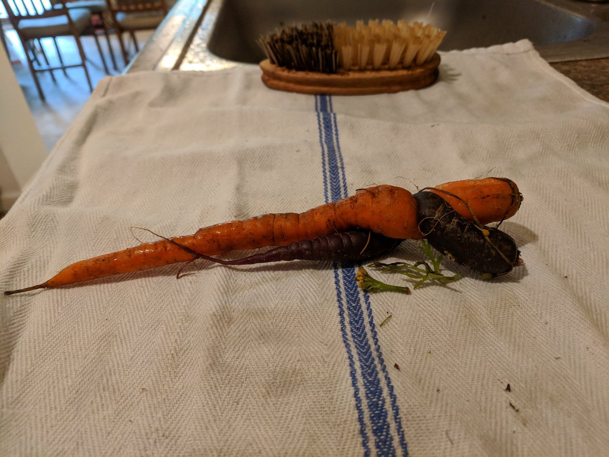 a pair of orange and purple carrots that twisted around each other and now look like lovers
