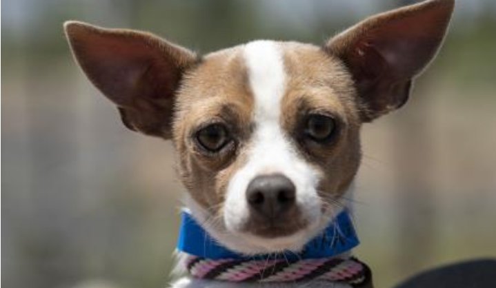 What can you do in Colorado Springs to help dogs?
Visit the website of our friends at The National Mill Dog Rescue: milldogrescue.org/support-us/wha…
#dogrescure #helpdogs #colorado #welovedogs #helpthedogs #volunteer #ColoradoSprings #rescuedogs #savedogs