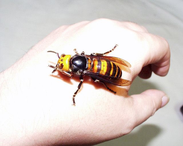 LadyscarlettNy's tweet photo. @auronplay Avispón asiático gigante. Mata 40 personas al año y está extendiéndose por el mundo matando el resto de avispas y abejas que se encuentra. https://t.co/j0gDK8wW6r