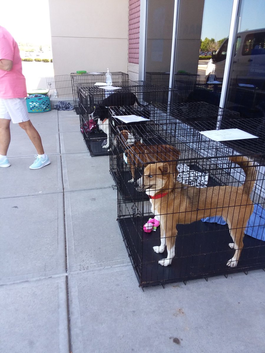 petsmart510's tweet photo. Hey @AvonPetsmart, we have 3 rescues and tons of dogs looking for furever homes today and we need your help to make it happen!! 🐶💓

@PetSmart @PetSmartChariTs @jeffaburleson #adoptlove #iadopted #adoptspot @WYRZ989 @avonmag @IndianapolisCP https://t.co/vaFAfGefqC