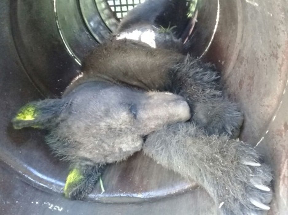 PROFEPA_Mx's tweet photo. Captura y libera @PROFEPA_Mx, en coordinación con Parques y Vida Silvestre del estado de @nuevoleon, a un oso negro (Ursus americanus) que deambulaba en las inmediaciones de una casa-habitación del fraccionamiento Mil Encinos, en Montemorelos, N.L. https://t.co/5yiIWMIP2B https://t.co/elFQVfN43S