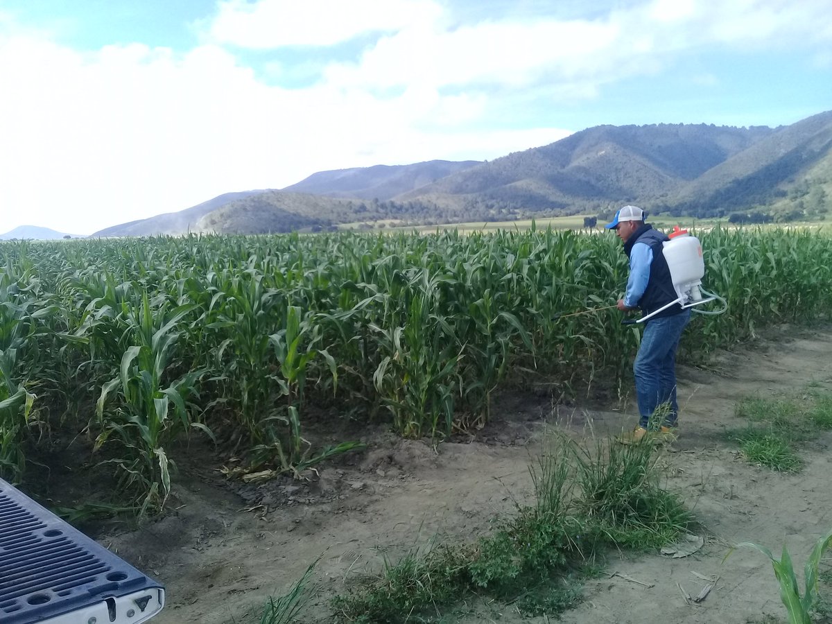 Fedebajio's tweet photo. Hoy sabado 7 de Julio de Julio aplicacion de foliaras y plaguicida para el control del Frailecillo y diabrotica en Maiz con productores de Ciudad Serdan, Pue, #PROAGROCapacita https://t.co/svZbcQe7I3