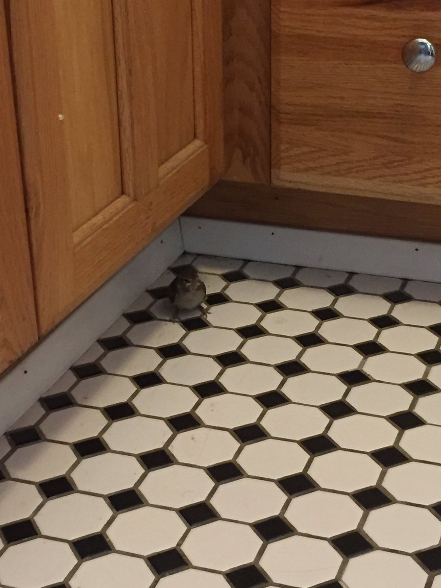 Expresscott's tweet photo. I was watching tv and thinking wow, that chirping bird must be right outside my kitchen window. Nope. https://t.co/NBdb0cHJy8