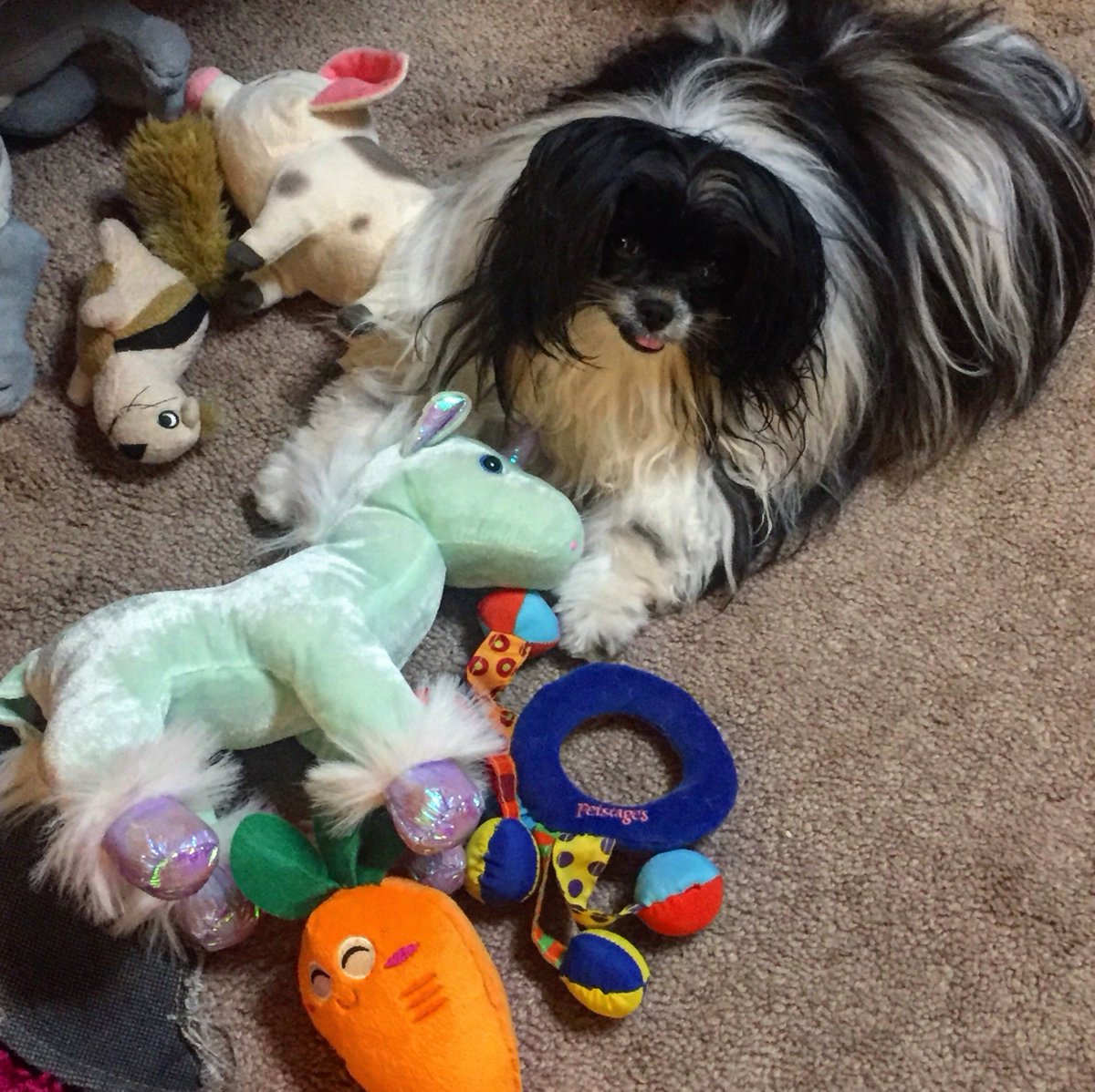 Silly_P_Lilly's tweet photo. Saturdays are perfect for chewing on some unicorns 🦄😋 Do you think I will poop glitter? 😂

#unicorn #unicorneater #yummyunicorn #willpoopglitter #socialsaturday #saturdayfunday #saturdaylunch #saturdaystyle #saturdaylife #weeklyfluff #puppylove #ilovemydog https://t.co/2WhDLdGsM3