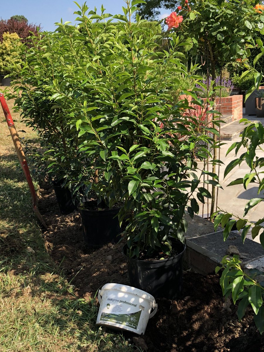 MGoddardSwoogel's tweet photo. Lovely sunny day for #Supplyandplant #gardenscreening specimenplants with the tried and trusted #Empathy #Rootgrow.
#Goddardsgardenservices https://t.co/yl0ZMLx9Zo