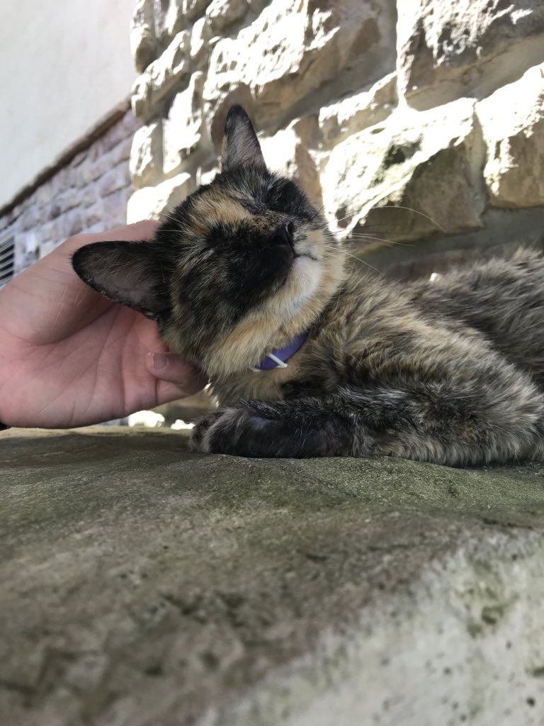 HeyItsMyraMay's tweet photo. I’d never thought in a million years I would ever be with someone who was completely 100% okay w rescuing a stray* cat that we found outside our hotel during our mini vacay.
*hotel staff put a flea collar on her
Pinch me! #ImSoFuckingLucky 🐾 https://t.co/GeOVMT86pu