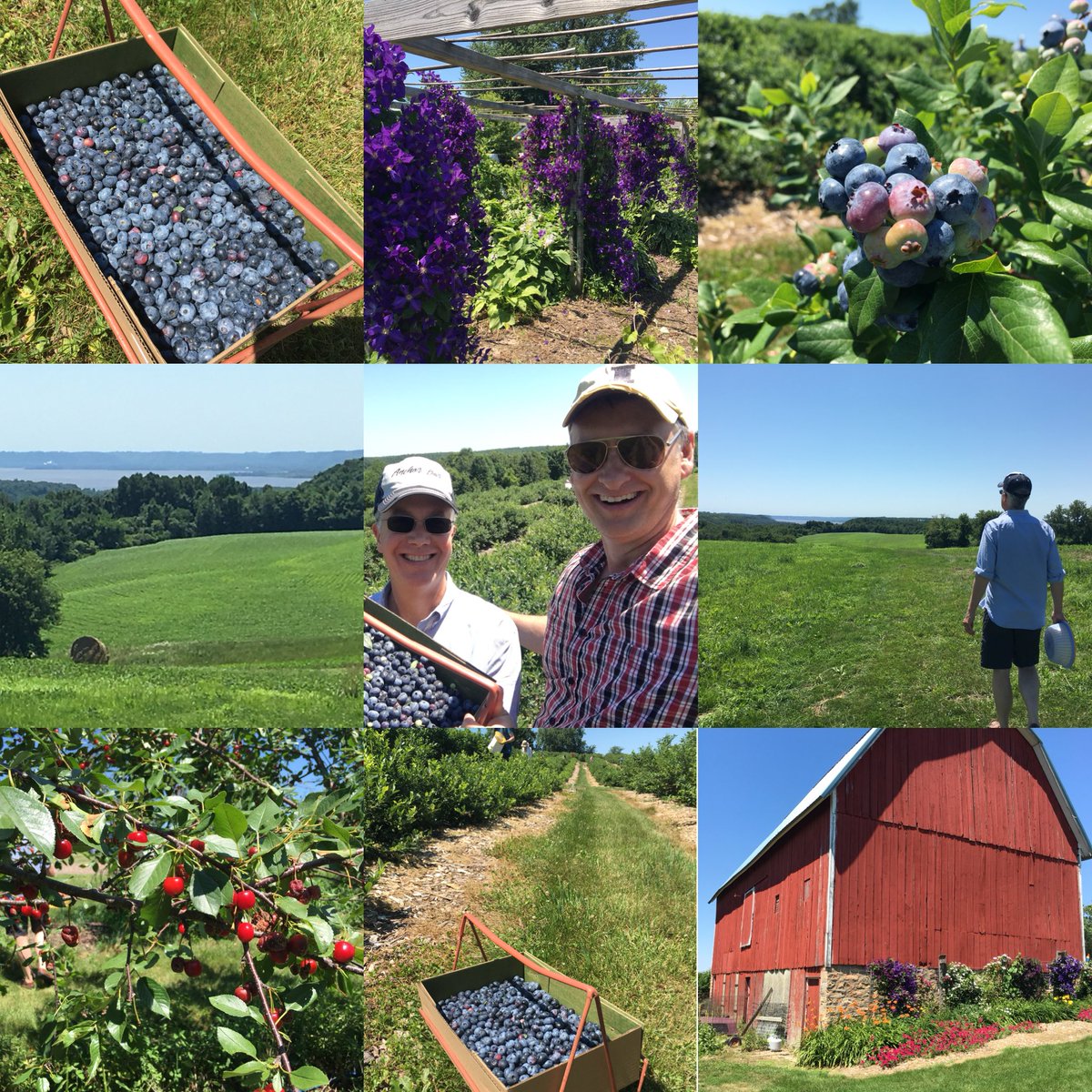 LydenFreeAgent's tweet photo. Took @RickNelsonStrib advice and went pick blueberries At Rush River Produce in Maiden Rock. Lovely place w/ super friendly people. Blueberries are also amazing. #easypicking https://t.co/7BUFUL04wf