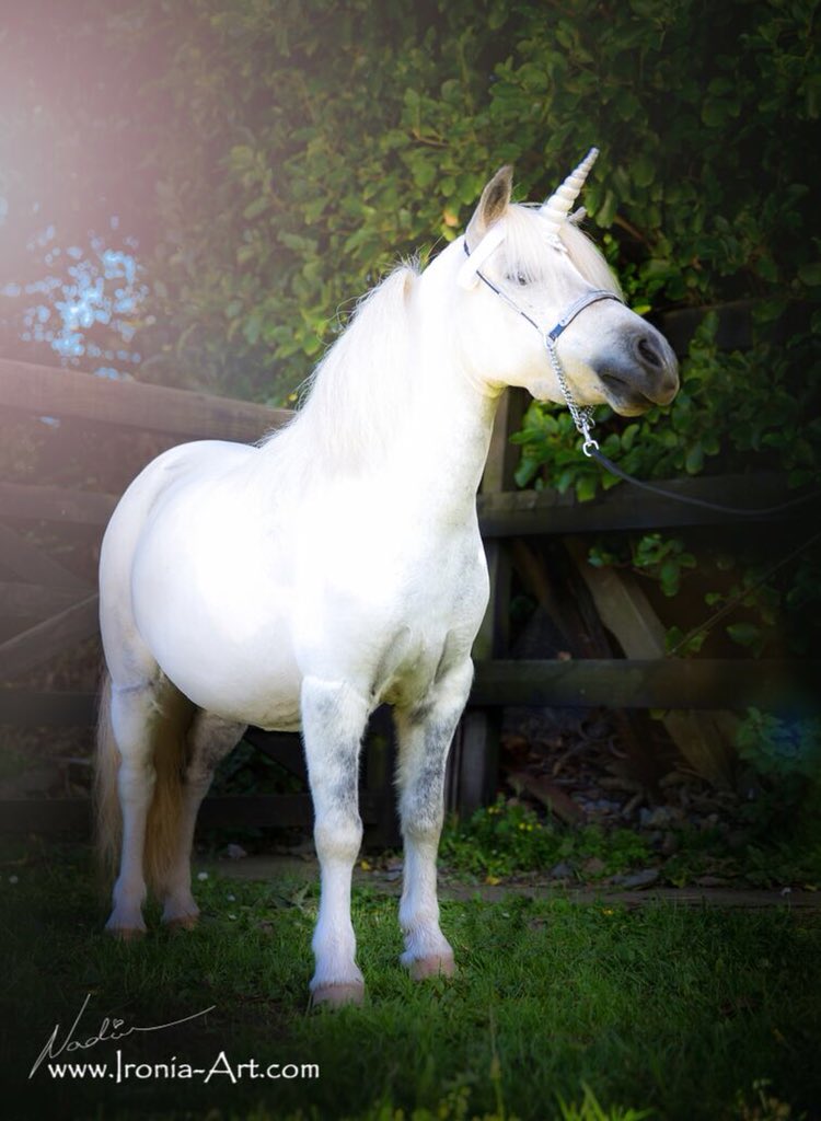 Hi everyone! So excited to be on Twitter! Follow us on <a href="/instagram/">Instagram</a> and <a href="/facebook/">Facebook</a> too! The Royals Ponies! Exciting news coming soon! #ponies #theroyalsponies #unicorn #love #hello #follow #pony