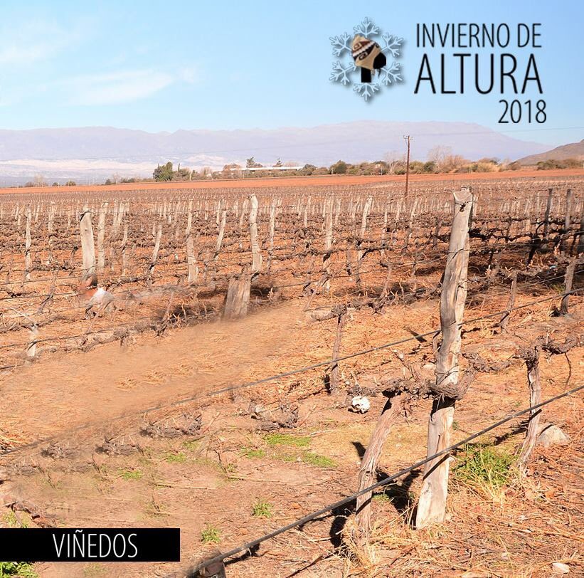 FincaQ's tweet photo. Listos para explorar nuestras fincas. ¡Te estamos esperando! #InviernodeAltura2018 #VivíCafayate
Acitividad Sin Cargo
Días y horarios de visitas: Lunes a viernes 9.30 a 13.00; y de 14.15 a 16.00 horas | Sábados, Domingos y Feriados
9.30 a 13.00 horas. https://t.co/LO9CM1SPhi