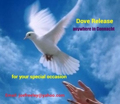 Dove Release for any occasion (@joemaxitaxi) on Twitter photo Make your special day " EXTRA " special. Any occasion, any venue in Connacht.
<a href="/AllThingsMayo/">All Things Mayo</a> <a href="/GalwayHour/">Galway Hour</a> <a href="/MayoHour/">MayoHour</a> <a href="/ashfordcastle/">Ashford Castle</a> <a href="/BreaffyResort/">Breaffy House Resort</a> <a href="/Annemarques24/">Ballyhaunis Chamber</a> <a href="/ConnachtHotel/">Connacht Hotel</a> <a href="/TheOakCafBar1/">The Oak Café & Bar</a> <a href="/AnneHannon/">Anne Sharkey</a> <a href="/Annehug/">Ronnie V. Willison</a> <a href="/BuachaillDana2/">Philip Gleeson</a> @Drniallmc <a href="/racheldubber/">Rachel Dubber</a> <a href="/Mulliganj/">John Mulligan</a> @Irish_IreneB Make your special day " EXTRA " special. Any occasion, any venue in Connacht.
<a href="/AllThingsMayo/">All Things Mayo</a> <a href="/GalwayHour/">Galway Hour</a> <a href="/MayoHour/">MayoHour</a> <a href="/ashfordcastle/">Ashford Castle</a> <a href="/BreaffyResort/">Breaffy House Resort</a> <a href="/Annemarques24/">Ballyhaunis Chamber</a> <a href="/ConnachtHotel/">Connacht Hotel</a> <a href="/TheOakCafBar1/">The Oak Café & Bar</a> <a href="/AnneHannon/">Anne Sharkey</a> <a href="/Annehug/">Ronnie V. Willison</a> <a href="/BuachaillDana2/">Philip Gleeson</a> @Drniallmc <a href="/racheldubber/">Rachel Dubber</a> <a href="/Mulliganj/">John Mulligan</a> @Irish_IreneB