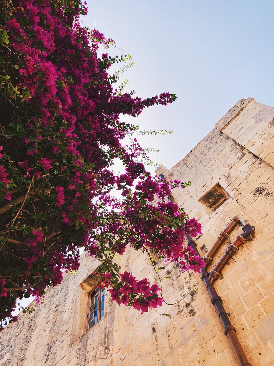athnsbrg's tweet photo. 1ère journée à Malte : L-lmdina 🌺☀️ #lmdina #mdina #malta #visitmalta #summerinmalta https://t.co/MAKWSvMQKl