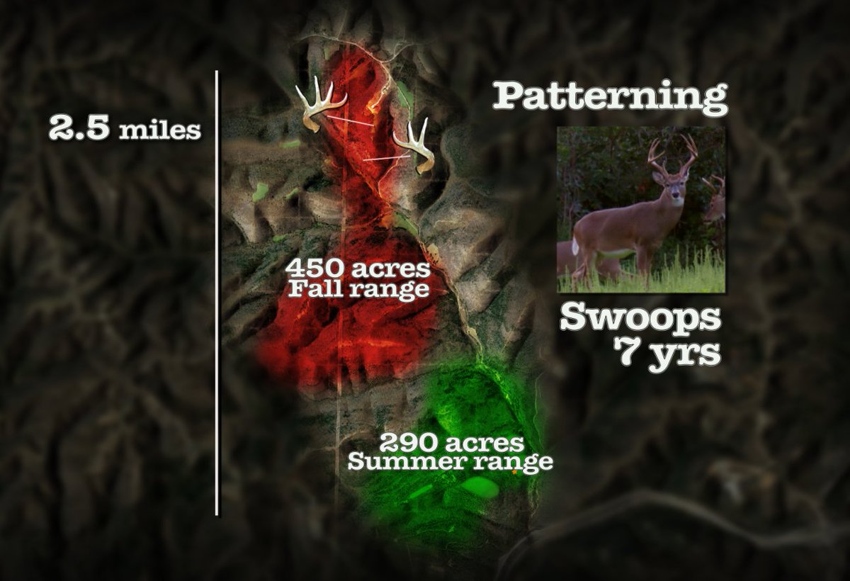 GrowingDeer's tweet photo. Make sure you tune in on Monday for the new Growing Deer episode! See how we are already targeting Swoops! #deer #hitlistbuck #buck https://t.co/AYqbKyqZSn