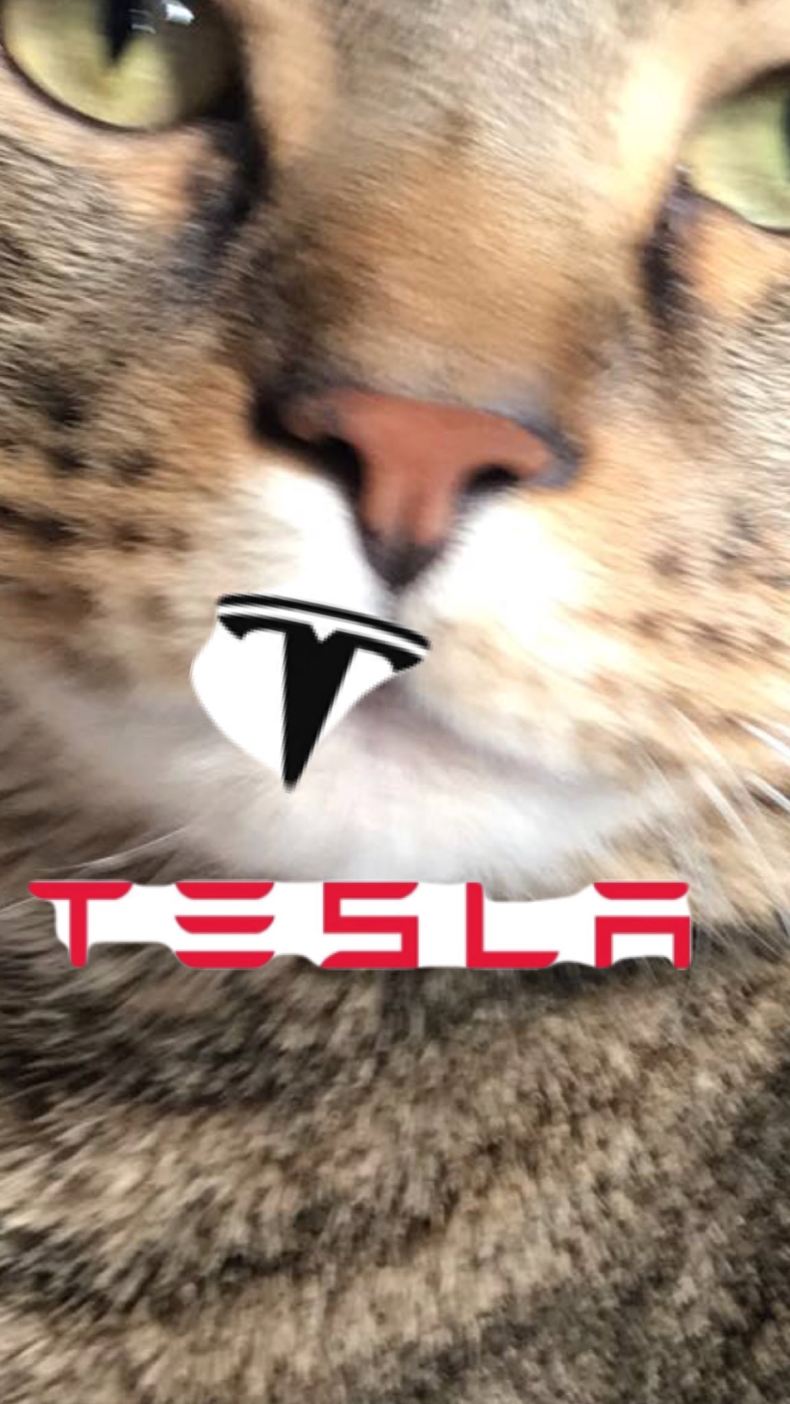 Tesla logo 2024 cat nose