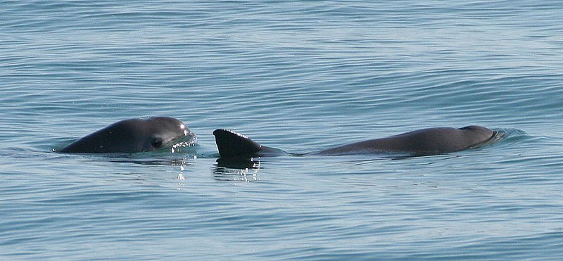 savingoceans's tweet photo. It's International #SaveTheVaquita Day! #Vaquitas live in Mexico's Sea of Cortez and, sadly, scientists estimate there are less than 20 alive today. Our friends @Viva_Vaquita work to #FightExtinction and save these cuties! #ISTVD2018 https://t.co/fuZjYz8tTJ https://t.co/kgkfs7n7o3