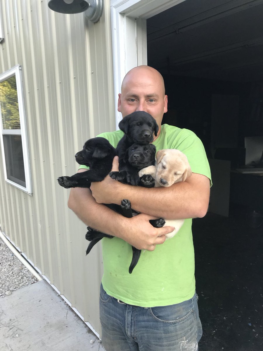 3RingKennels's tweet photo. #happiness is an armload if #puppies. #3ringkennelpup #labsofinstagram #puppy #socute #pointinglab #labradorretriever #doggo #dogsofinstagram #dogfarm https://t.co/yWfQWBsbti