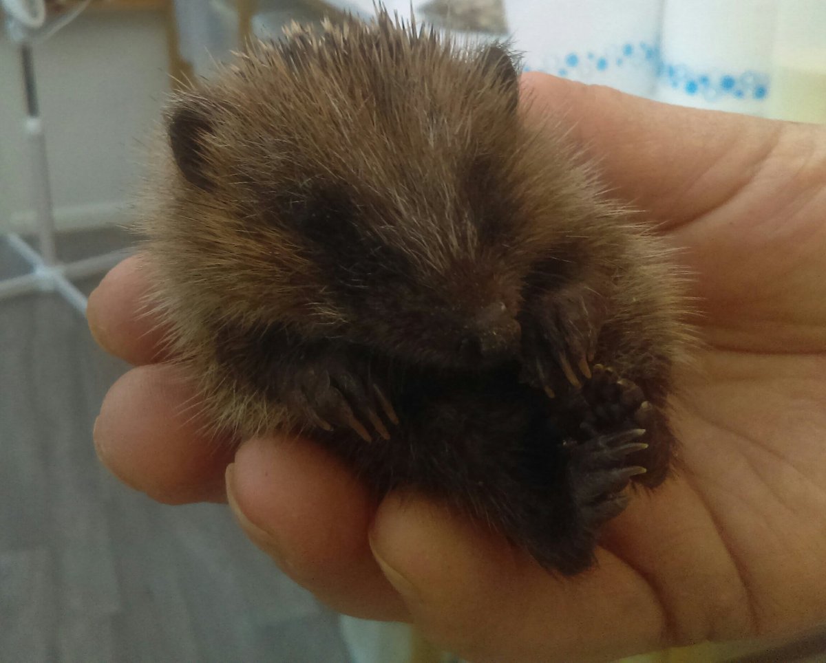 Mark hoglet in hands of Ann
