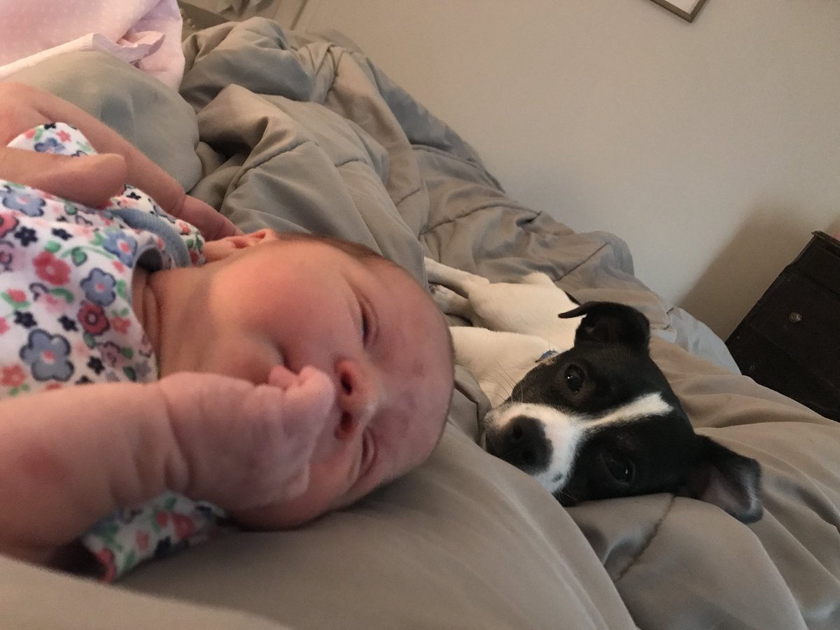 parttimehunter's tweet image. Pups first love