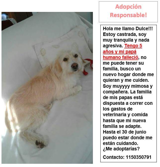 ComunicadoOpina's tweet image. Adopción responsable🚨 @Van_Saskia @sanmarza64 @mebolcomba @draquemaria1 @ceciba05 @mcg1465 @lavozdelosotros @animalesolos @McKennaSG1 @HuellasV @KarenKasumiAr