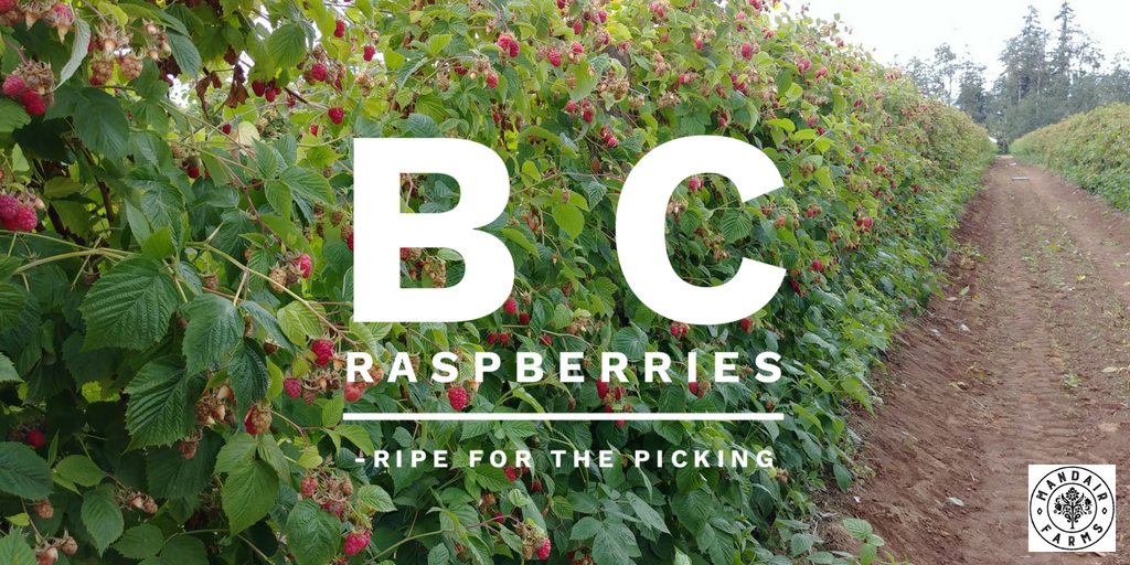 bcraspberries's tweet photo. #bcraspberries are ripe for the picking! We're close to our peak so make sure you drive by #MandairFarms on Clearbrook Road to pick up your #farmfresh berries today!

https://t.co/DGMTg13y14 https://t.co/GSKORSdsCW