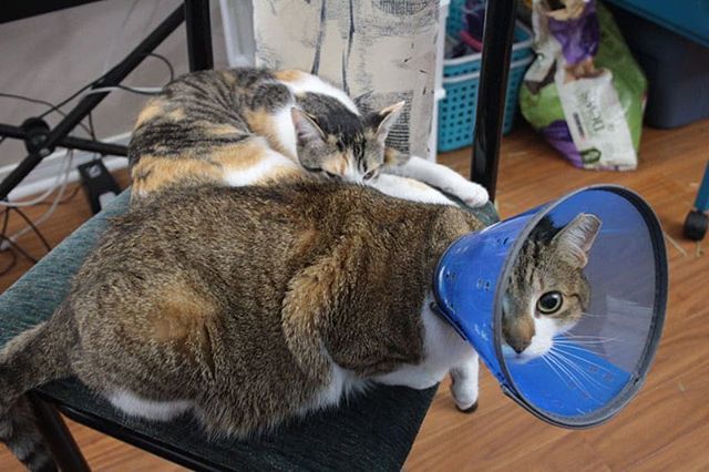 ift.tt/2zpUodc >> He may have been in a cone, but it didn't mean he didn't want to chill with his sister. .
.
.
.
.
. .
.
 #cats🐱 #catstocker #catsloversworld #catsruleeverythingaroundme #catsofig #catsitting #cats_of_instagram #cats #catselfie #catsofinstagram #ca…