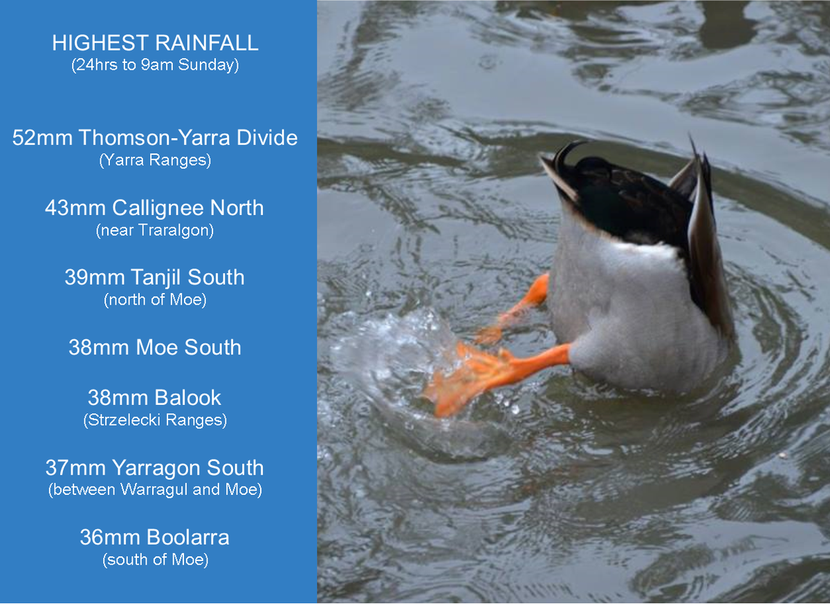 It was good weather for ducks yesterday over Eastern #Victoria, especially the #YarraRanges and #LatrobeValley which recorded the highest rainfall totals in the State in the last 24 hours. Find out how your region fared: ow.ly/Botn50hVgLE #vicweather