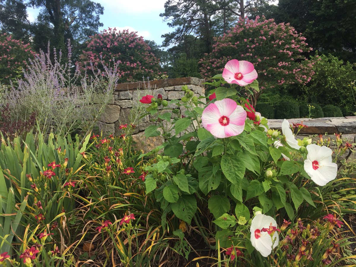 #JulyFlowers in #bloom in #RVA #PerennialBorder #CompanionPlants #hibiscus #daylilies #RussianSage #iris #CrepeMyrtle #gardening