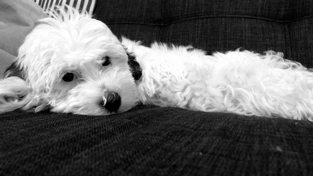 GranzellaJamie's tweet photo. The newest member of the family ❤️ https://t.co/p7xK3O2Sx7