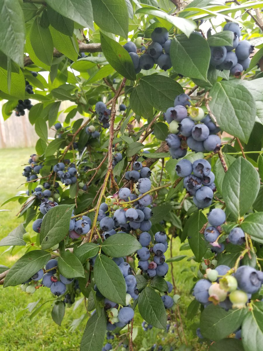 The New York Times on Twitter "It's high blueberry season in South
