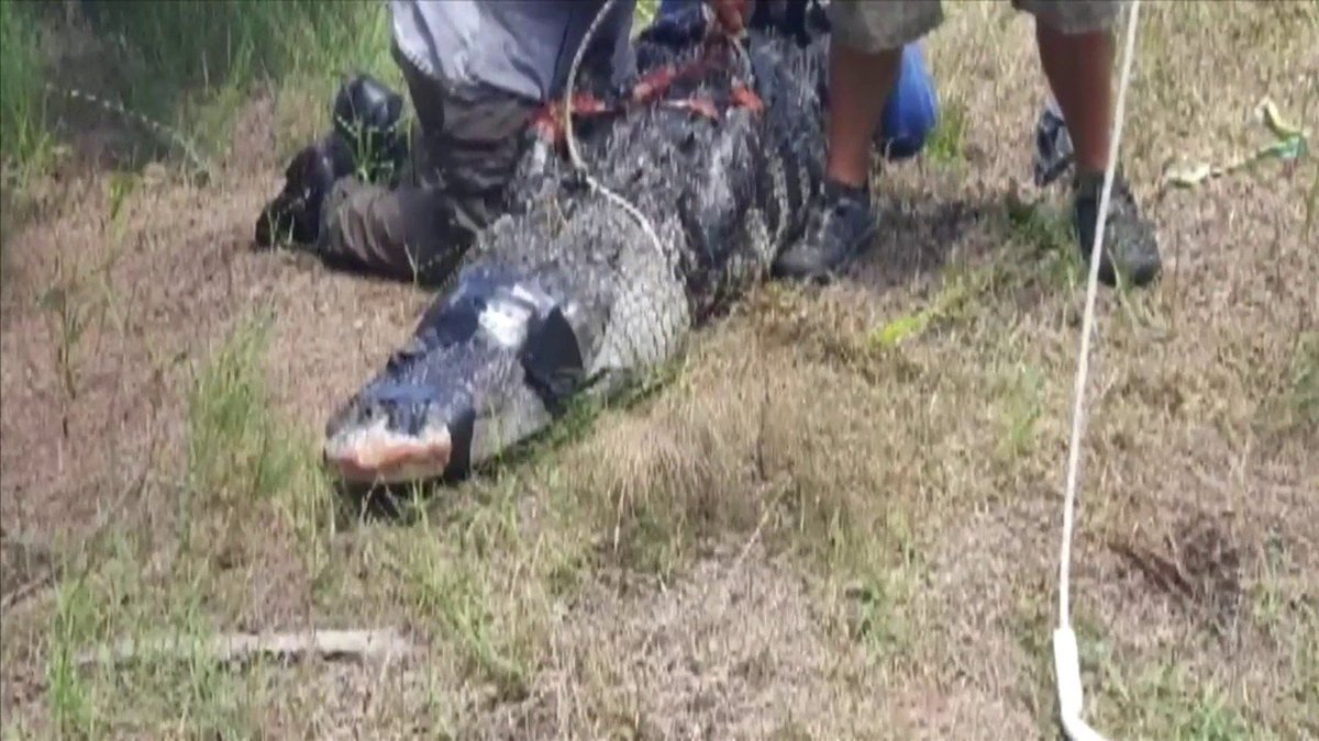 Animal shelter planned to honor Davie woman killed by alligator bit.ly/2u2eUf4 https://t.co/bMxVMGePye