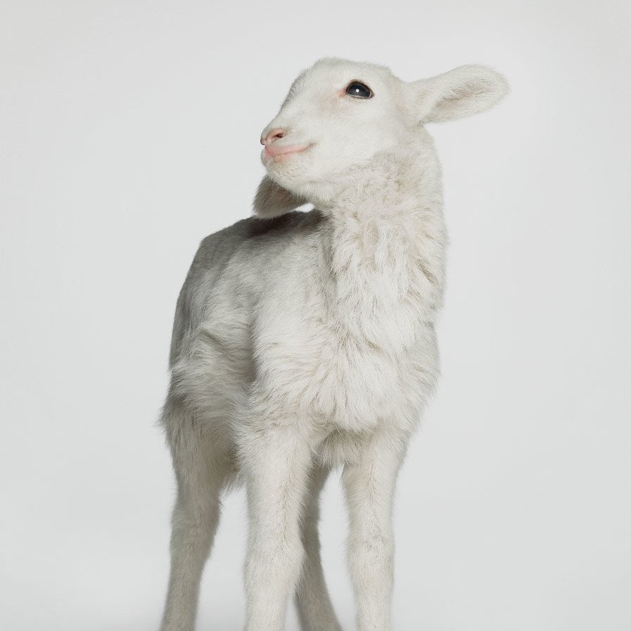 ❝ 𝘐𝘴𝘢𝘣𝘦𝘭𝘭𝘢 –––– 𝘚𝘸𝘢𝘯 ❞

     ➵ literate. flexible. as descriptive as you are. experienced. twilight. stupid lamb. most uncoordinated person. shy™.
      
                 volunteer of  #scarhead