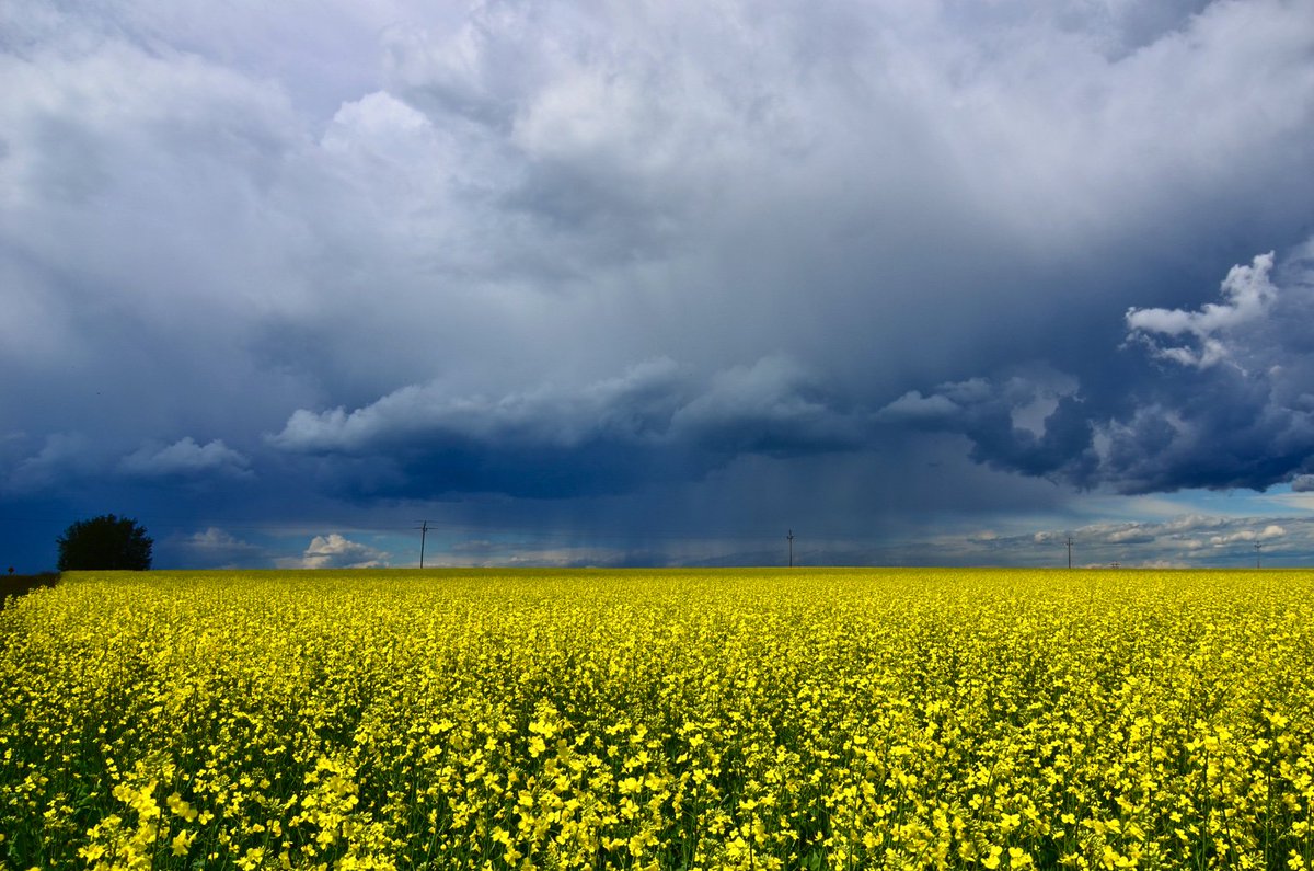 My kind of view. Nisku AB July 7/18 #canola #abstorm #yegwx #stormhour <a href="/weathernetwork/">The Weather Network</a> <a href="/mikesobel/">Mike Sobel</a>
