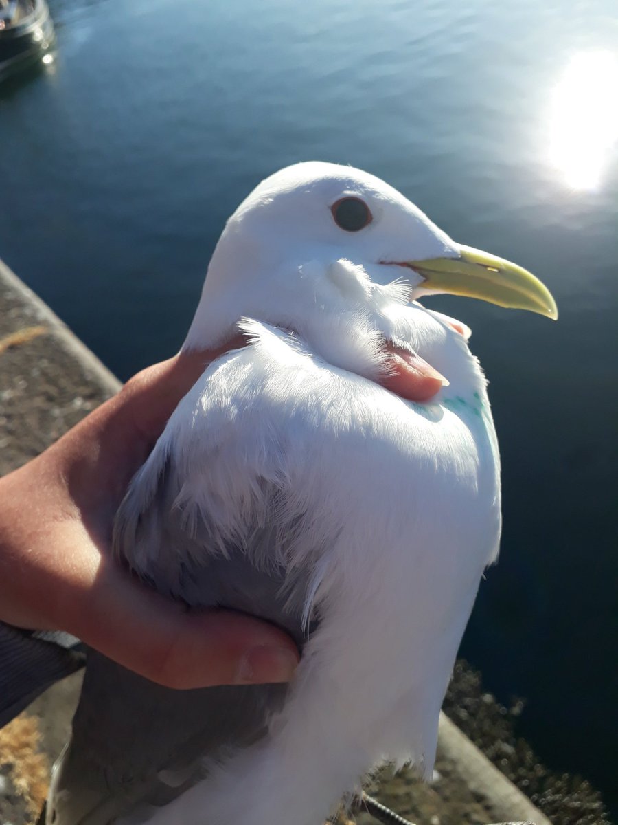 Laura Shearer tweet media