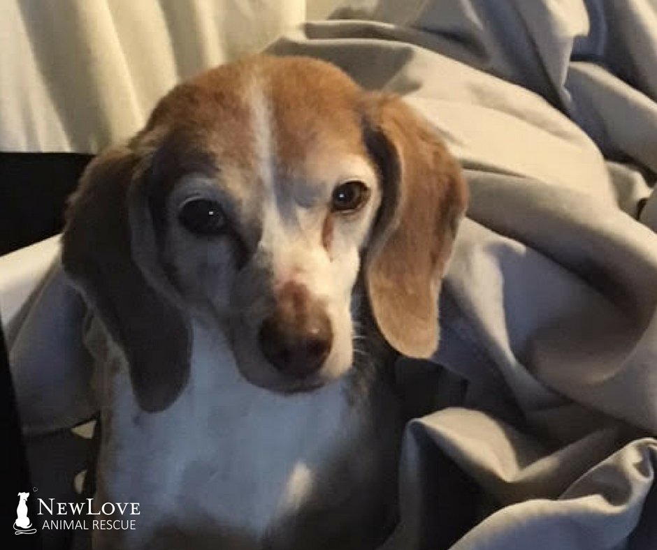 Want to be a hero? Poppy needs you! Her monthly medications are due and she needs them to stay healthy. Can you make a small donation to help this sweet senior girl ? You can help Give New #Love at loom.ly/_v8r45o