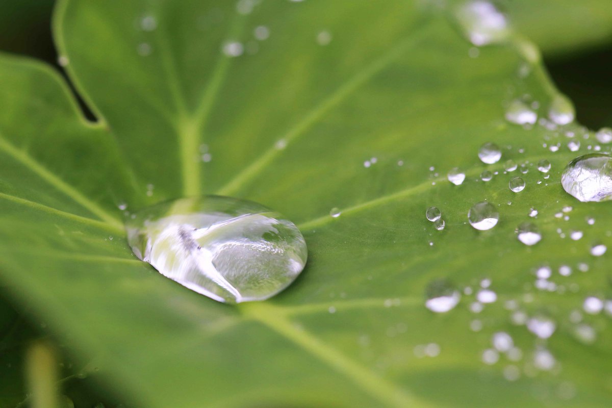 片柳弘史 里芋の葉に乗った水玉 子どもの頃は 里芋の葉を傘の代わりにして遊んだものでした O