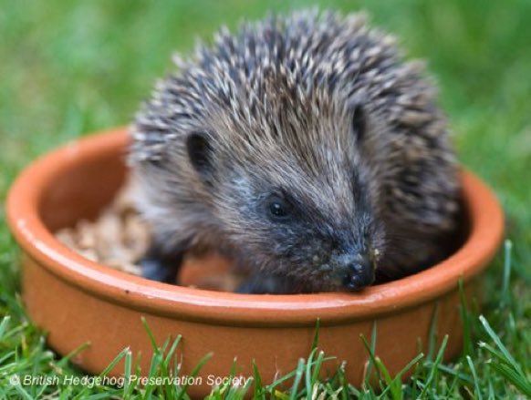 A few ways to #HelpTheHedgehogs:
🦔 Leave a hole under fences and hedges so they can move around freely 
🦔 Leave out a shallow dish of water and food (meat-based cat or dog food is ideal)
🦔 Hedgehogs are lactose intolerant, so never give them milk
More: bit.ly/2xqYNv9