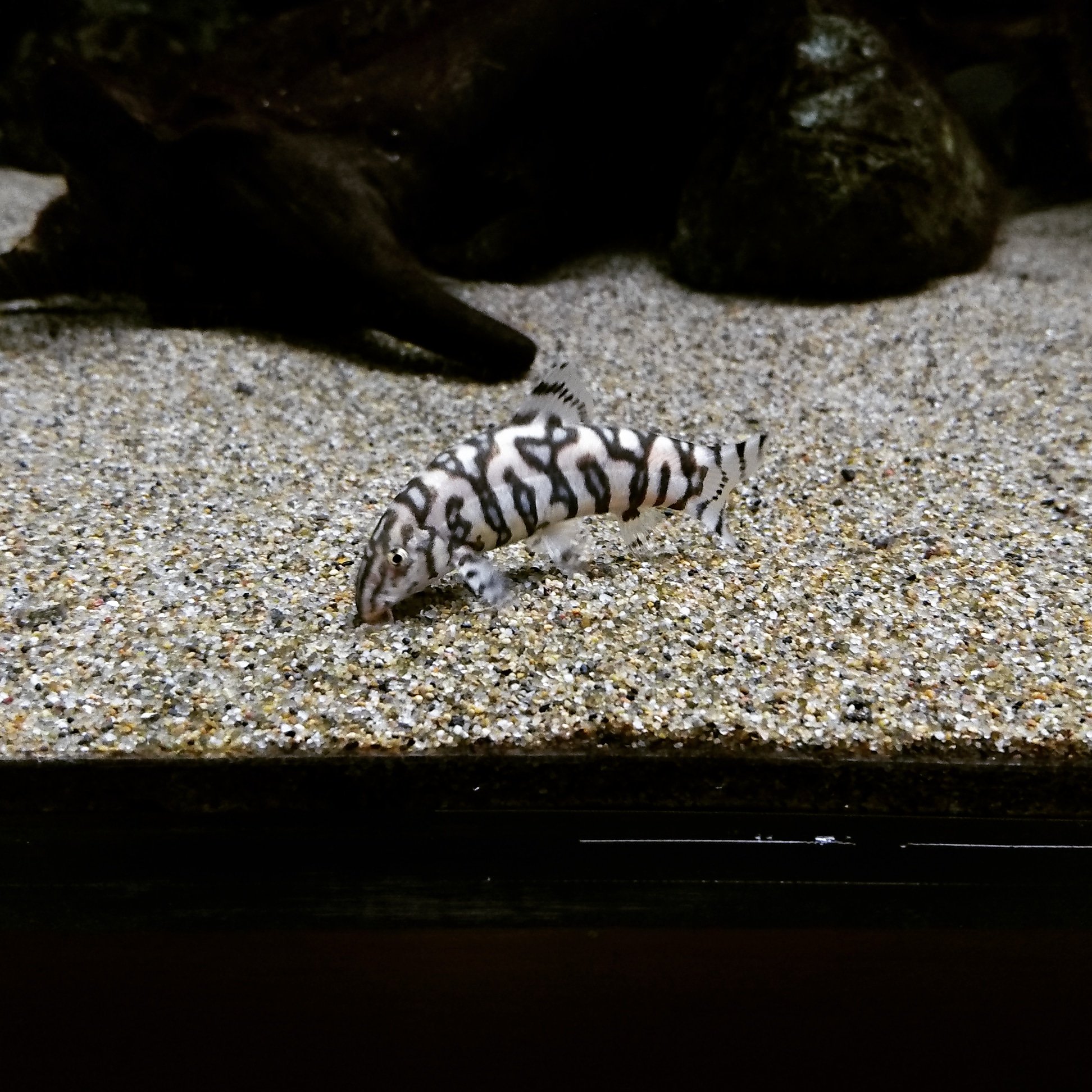 パキスタンローチ Twitter Search Twitter