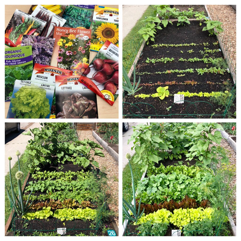 penny_baggins's tweet photo. #HobbitGarden #BitofEarth
(June 6, 16 & July 6) 👩🏼🌾 https://t.co/St1eWxlRtr