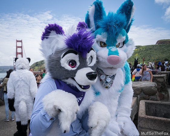 Catprowler12's tweet photo. @TheGGBridge Last time was so much fun, but there are different parts of SF that need to see a little fur this time.  We will be back next year though for sure!! https://t.co/rY3iPB6cKY