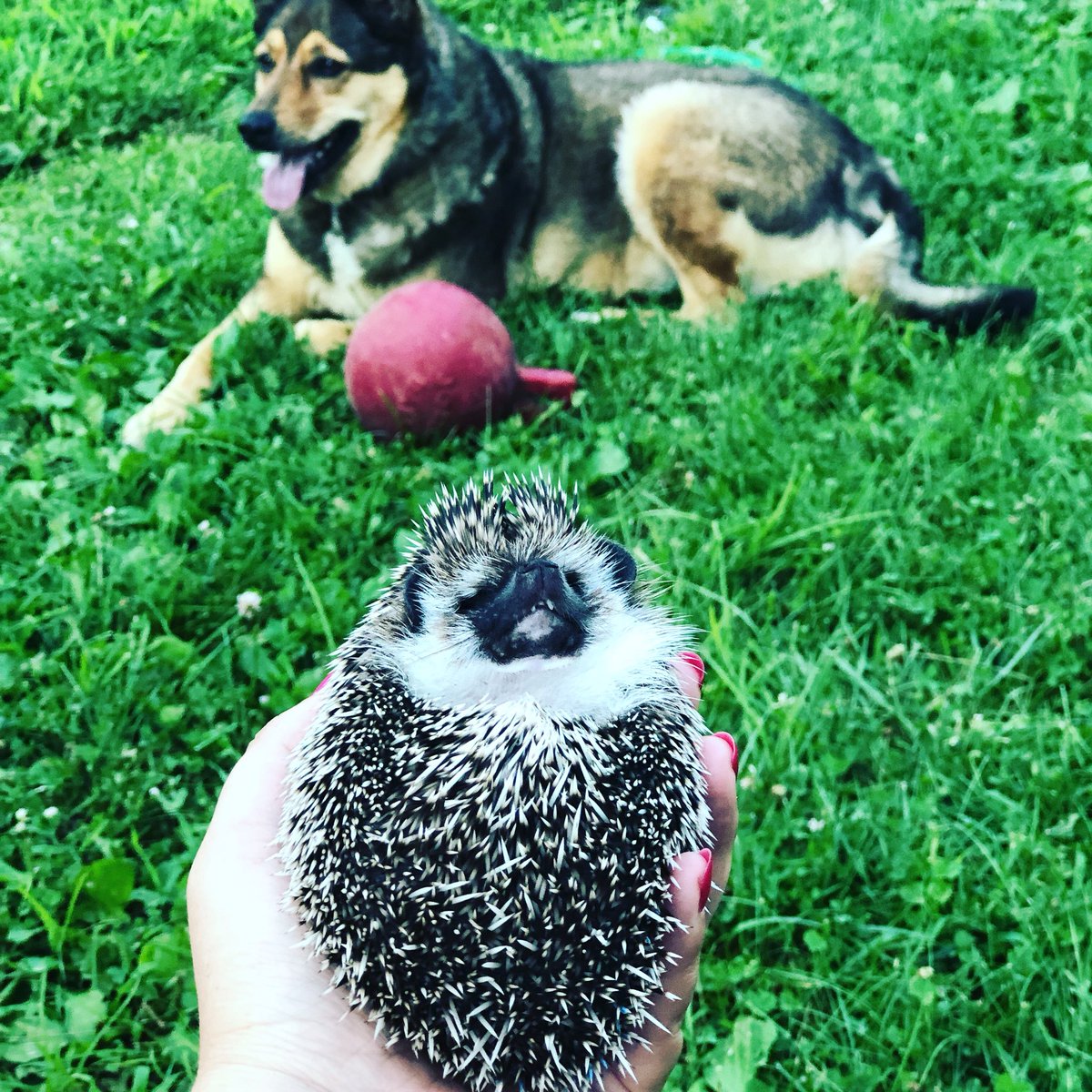 geminisallday's tweet photo. #hedgehog #obsession #quilliebbthehedgy #sashadawg #petsoftwitter #backyardchillin #summer #pets #hedgylove #tinyteeth #adorablepets https://t.co/WsVUvmbHlq