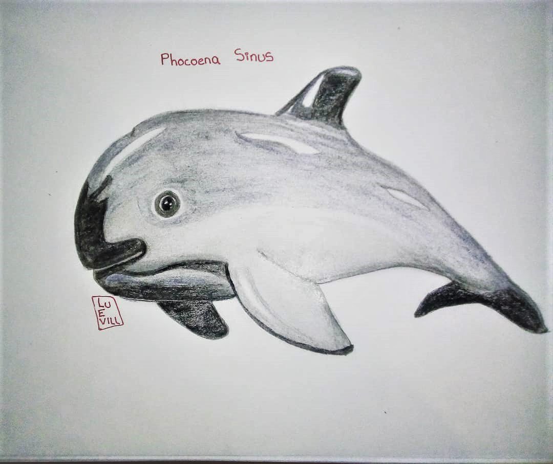 Astraxolotlgirl's tweet photo. Adiós , Adiós pequeña...
Los investigadores del proyecto para proteger a la vaquita marina han anunciado que complicaciones locales hacen la extinción de la especie inminente ,hasta el momento se han contabilizado ahora sólo 12 ejemplares.
#vaquita #VaquitaDay #vaquitamarina https://t.co/ctfACtMPSV