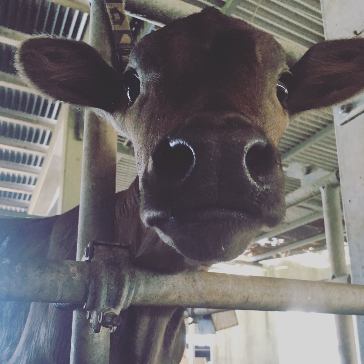 牛好きていこ おはようし 目の大きさ 鼻の大きさ 愛牛 ほまれちゃん