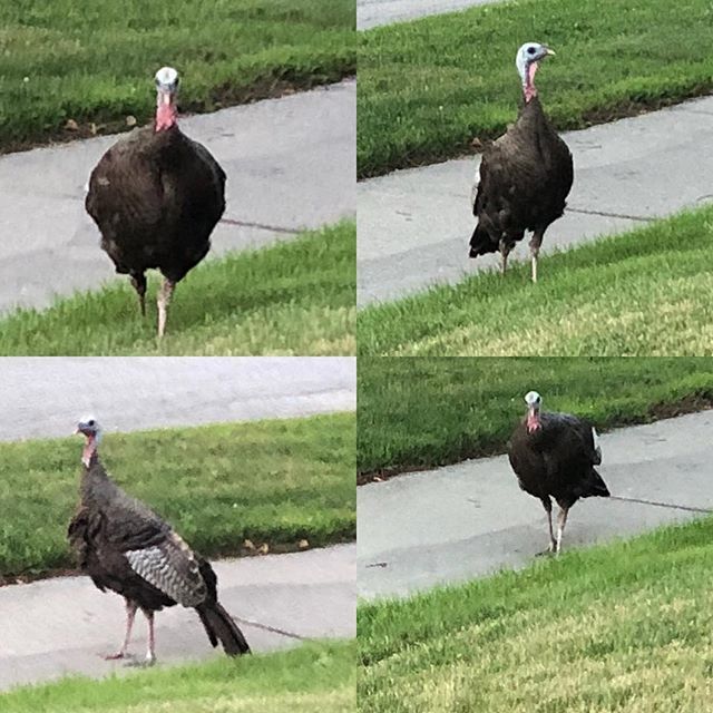 LdnDeveloper's tweet photo. Giant Turkey on the front lawn. I wonder if I can fit him in my smoker #ldndeveloper https://t.co/XEvgzT8ymF https://t.co/VJXVn3r8xT