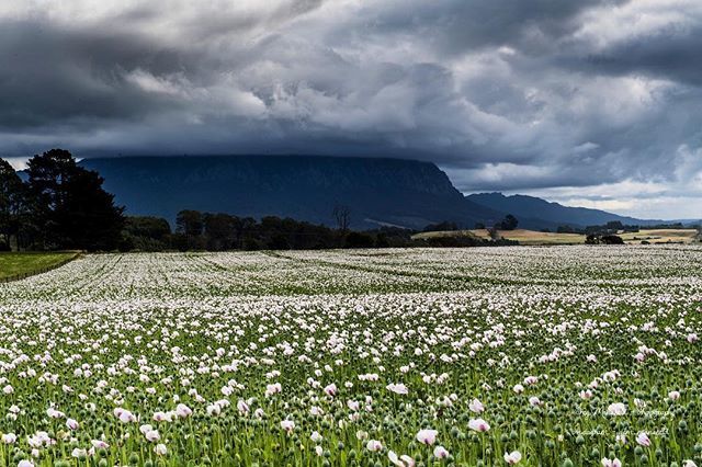 .
Tasmanian
Poppy Field
.
.
.
.
.
#flowerporn #kings_flora #nature_sultans #flowerstalking #flowersturk #fabulous_shots #tgif_nature #floralstyles_gf #florecitas_mx #ptk_flowers #ig_flowers #whim_fluffy #floralfix #flowerstarz #awesome_photographers #flo… ift.tt/2u2LPjL