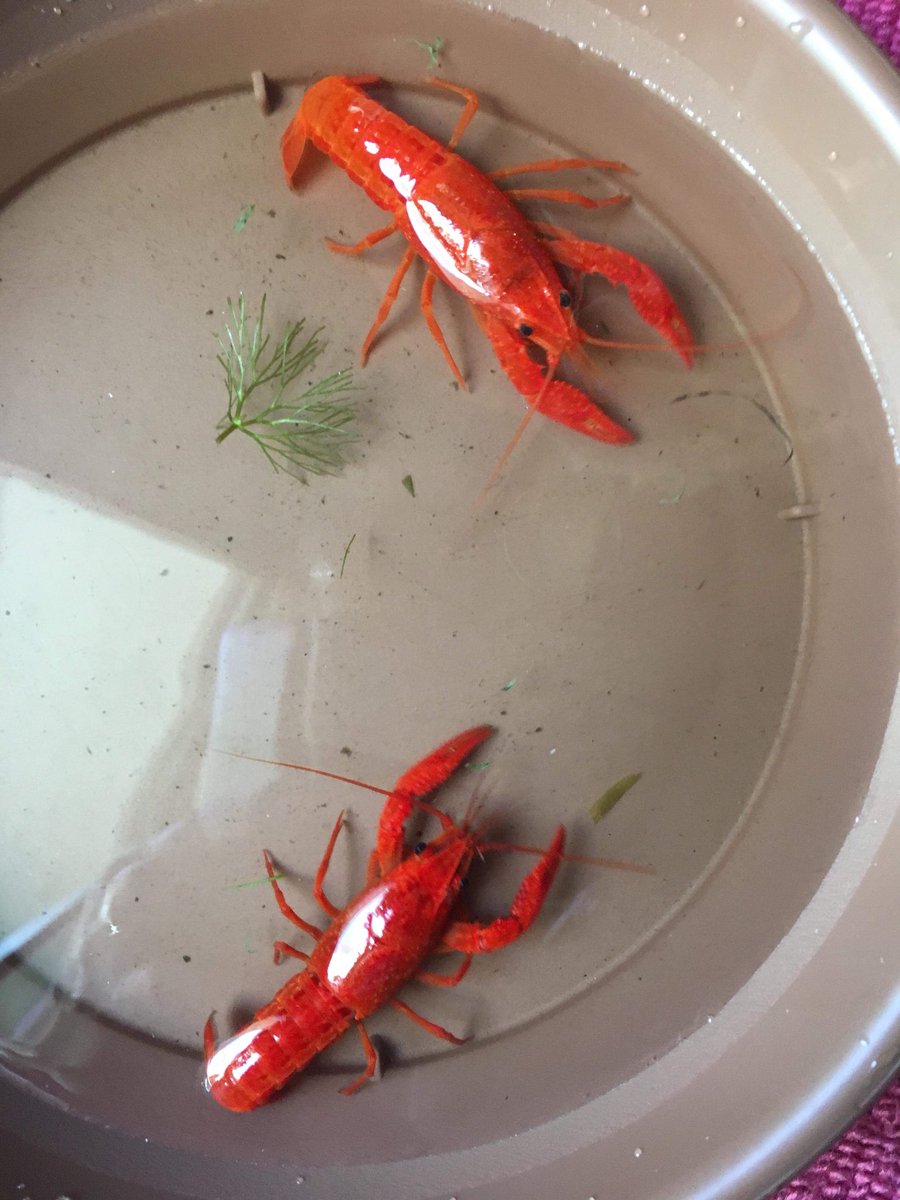 クレイフィッシュファクトリーkcfありあり 7月15日 アクアリウムバス出店します ブラックキング レッドキング ゴールデンキングを販売予定です ザリガニパンチさんからの提案でザリガニブースを繋げてやりましょう 有難いですね ザリガニ4ブースが